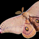 Illustration for article titled The Bizarre History of Insect Head Transplants